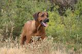 RODESIAN RIDGEBACK 258